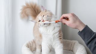 A long haired cat having her teeth brushed