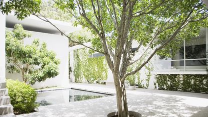 Sunny minimalist courtyard with trees