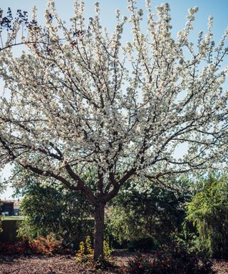 Bradford Pear tree in a backyard