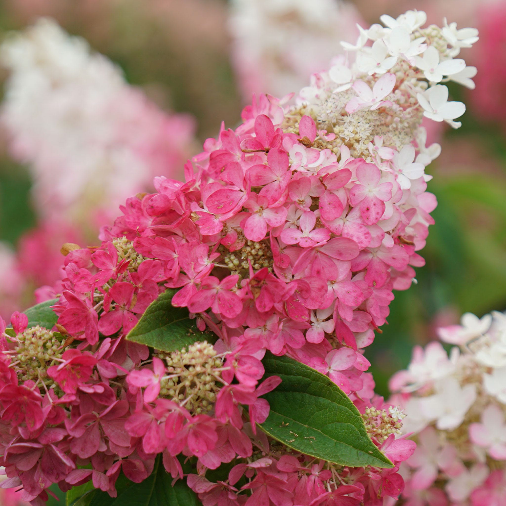 Pinky Winky Prime Hydrangea Paniculata Plant