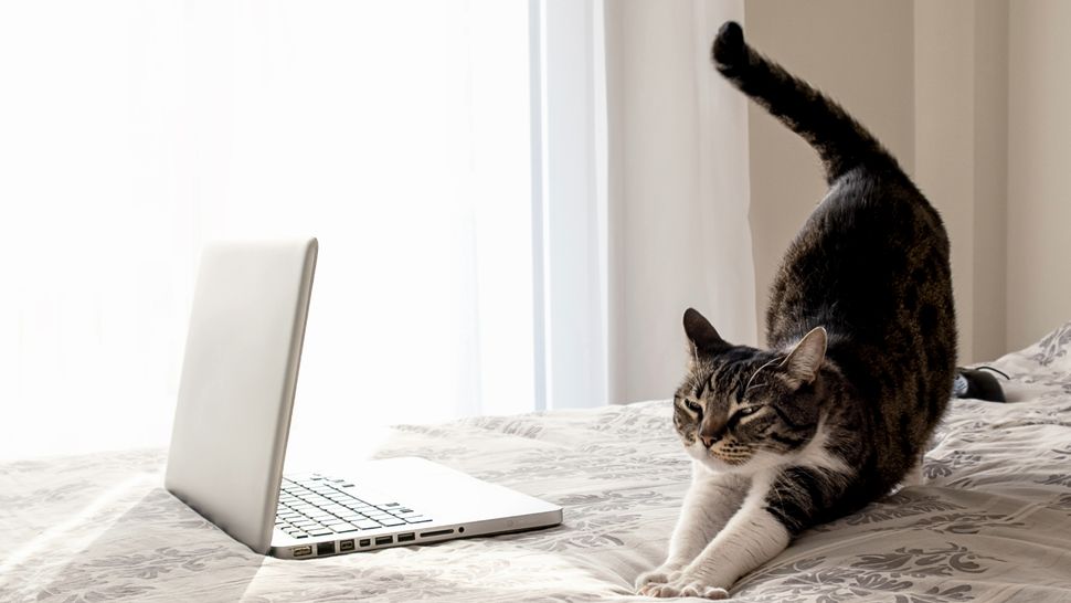 Are cats in pain when in heat? Everything you need to know about heat