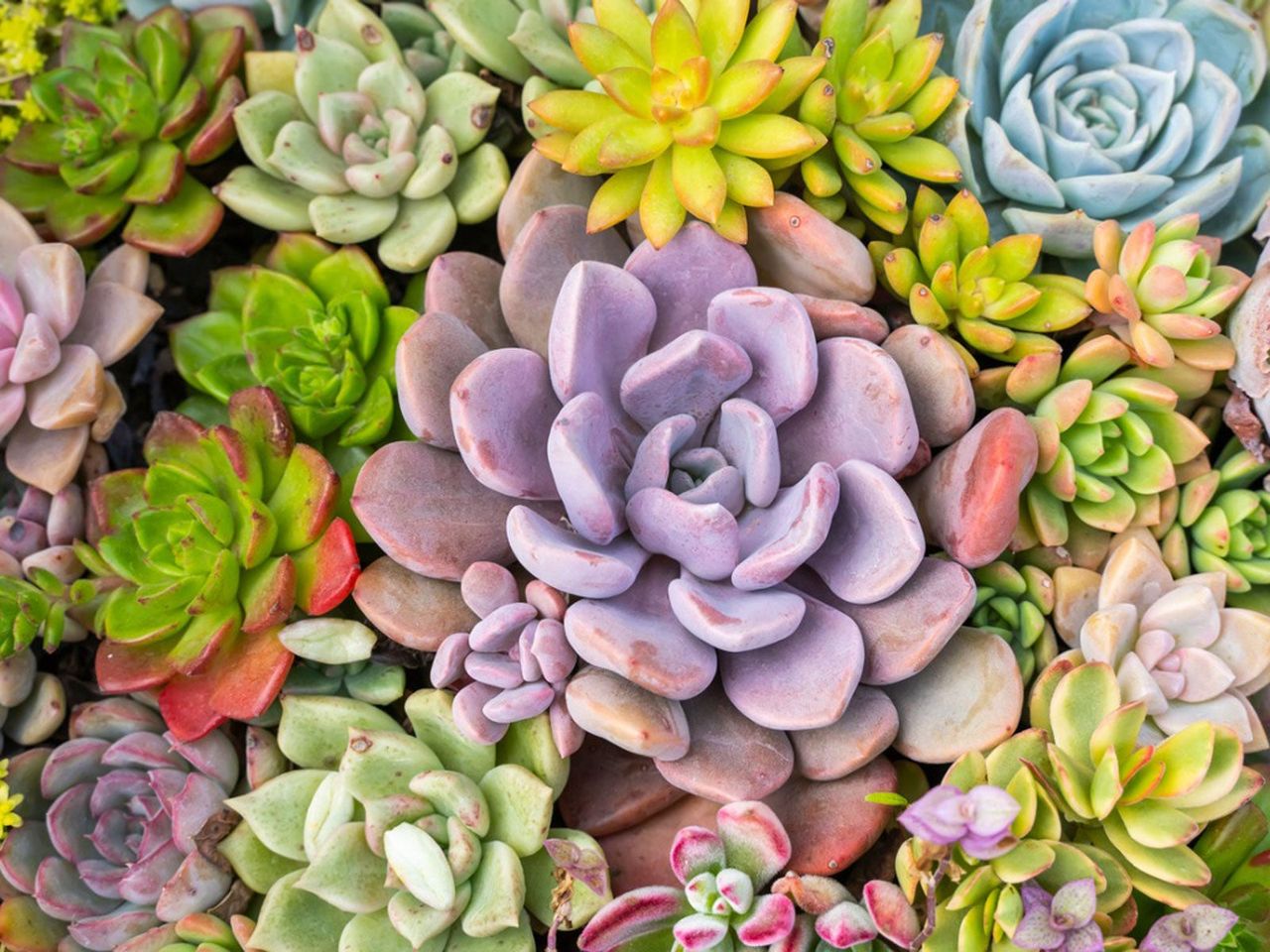 Colorful Succulent Plants