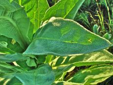 Common mullein - leaves