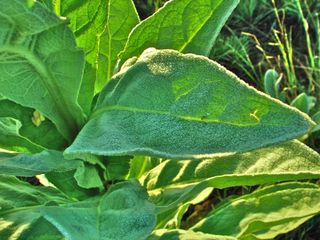 Common mullein - leaves