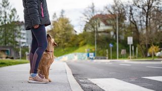 Dog waiting to cross road