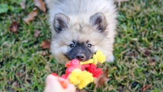 Should you play tug of war with your puppy? A Keeshond puppy pulls on a tug of war toy outside