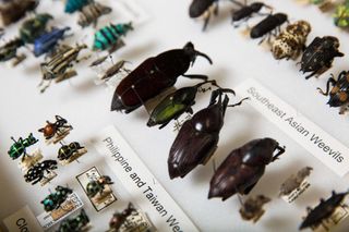 couple-bug-collection-asu