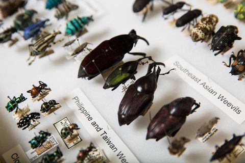 Love Bugs: Couple Donates 'World-Class' $10M Insect Collection | Live ...