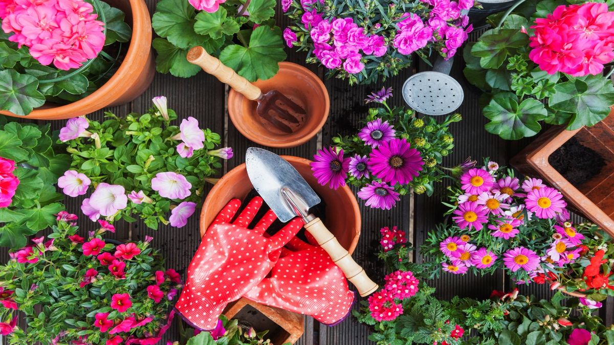 Summer gardening checklist – 11 vital jobs to guarantee a gorgeous yard