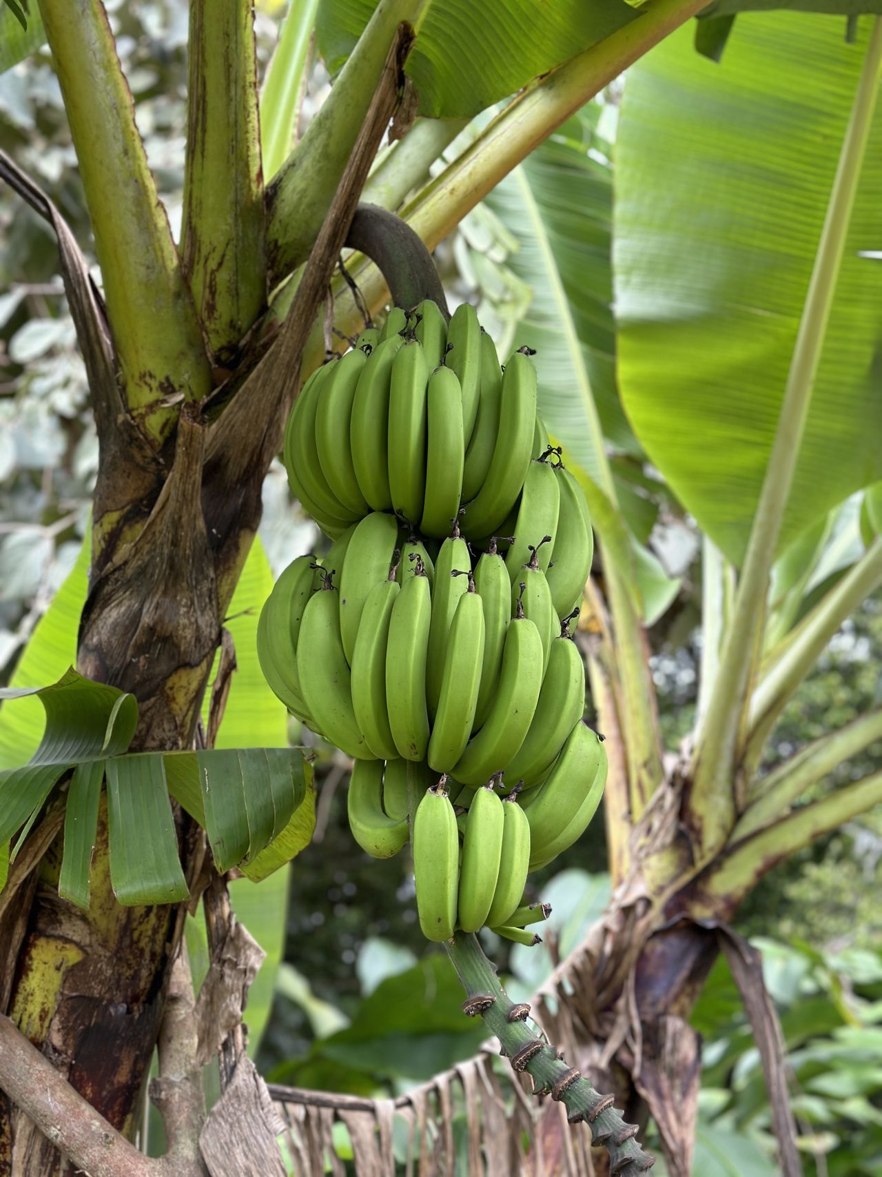 Local produce at Liamuiga Natural Farms