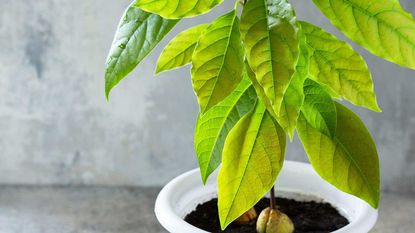avocado plant in pot