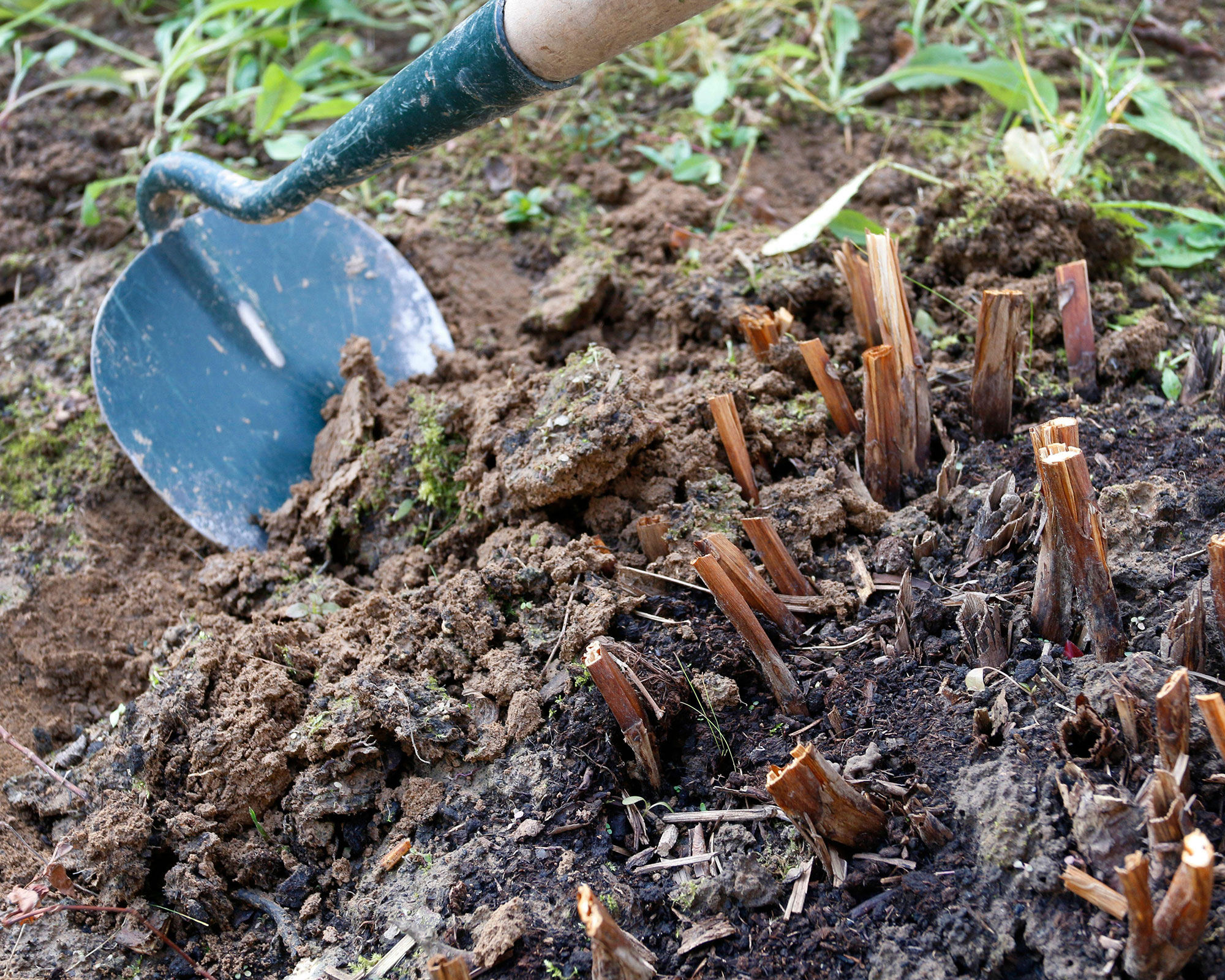 peony stems pruned back to ground in autumn