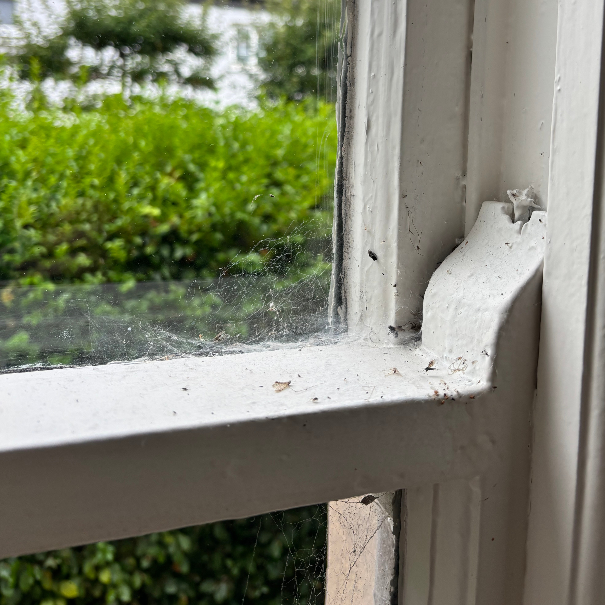spider webs in corner of window