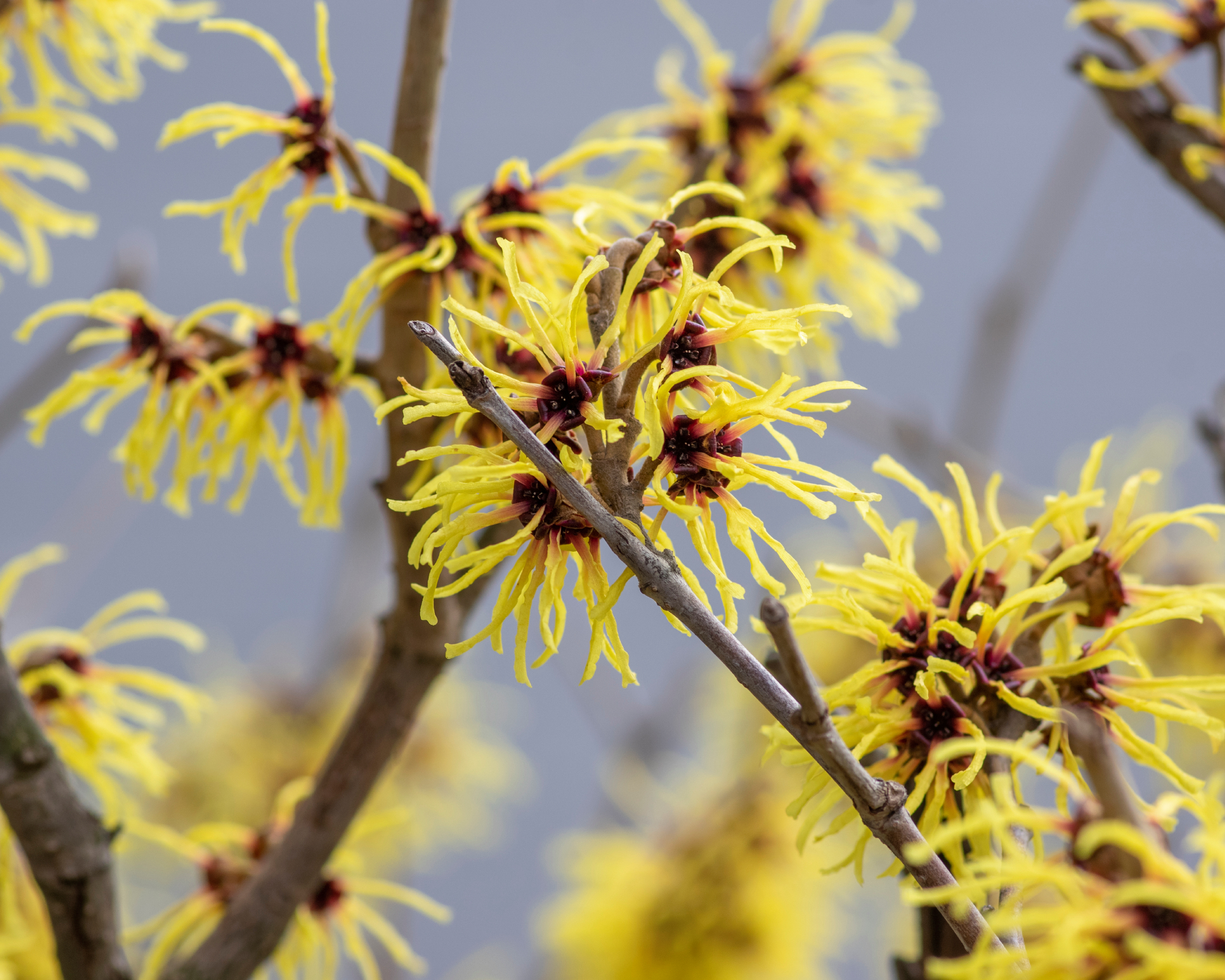 Hamamelis intermedia yellow winter spring flowering plant, group of amazing witch hazel Arnold promise flowers in bloom on branches