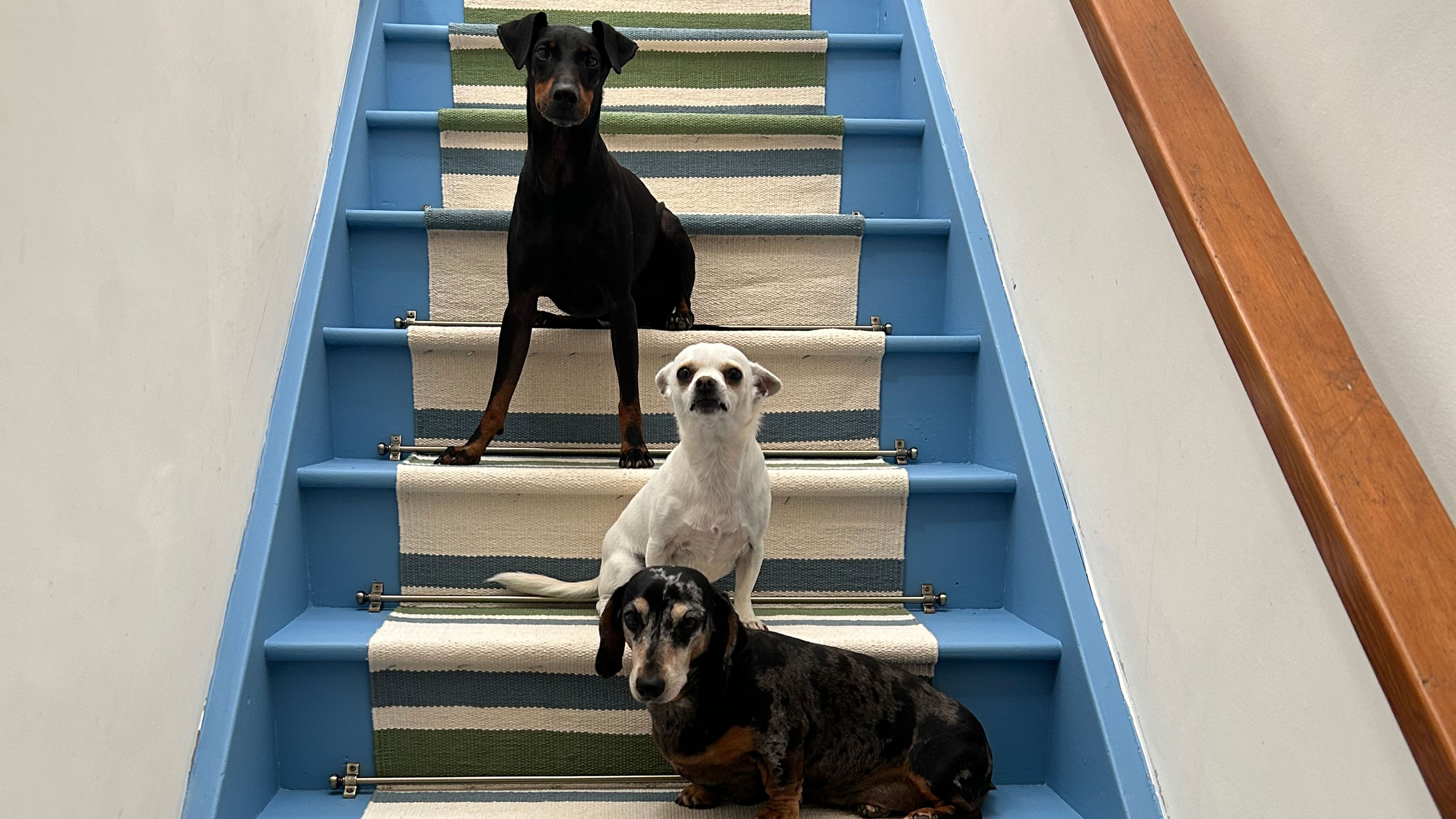 Three dogs on blue staircase with striped fabric runner