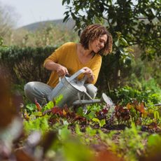 woman in permaculture garden watering salad leaves