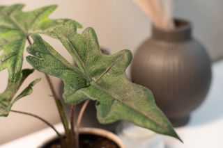 Closeup of dark green alocasia leaf