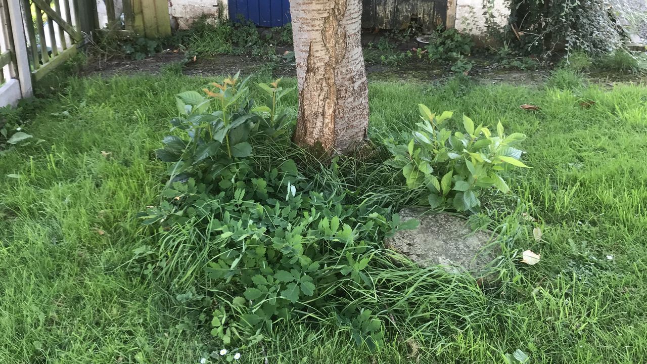 weeds and long grass around base of cherry tree