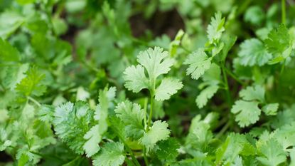 A pizza cutter works really well for cilantro or similar herbs