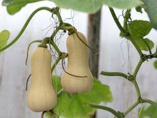 Two Butternut Squash Plants