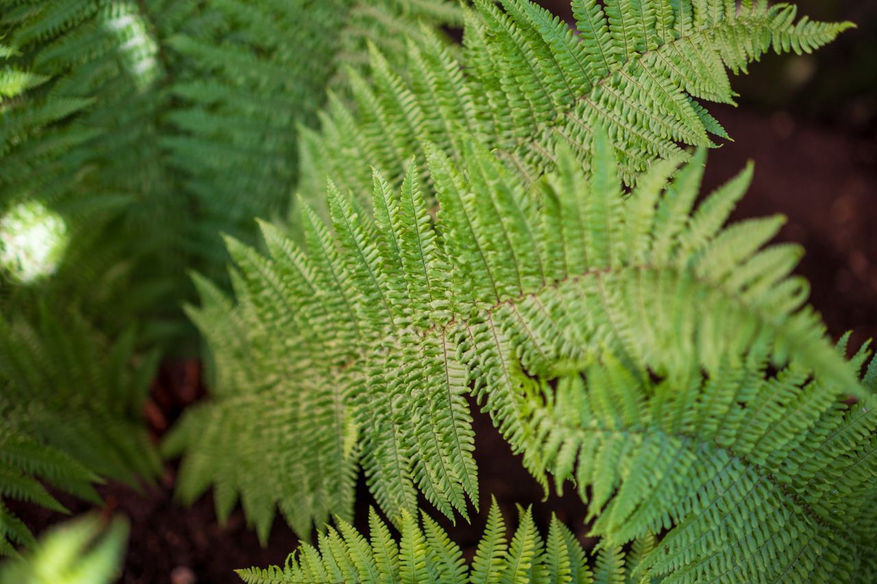 Yongnuo YN33mm F1.4Z DA DSM WL Pro