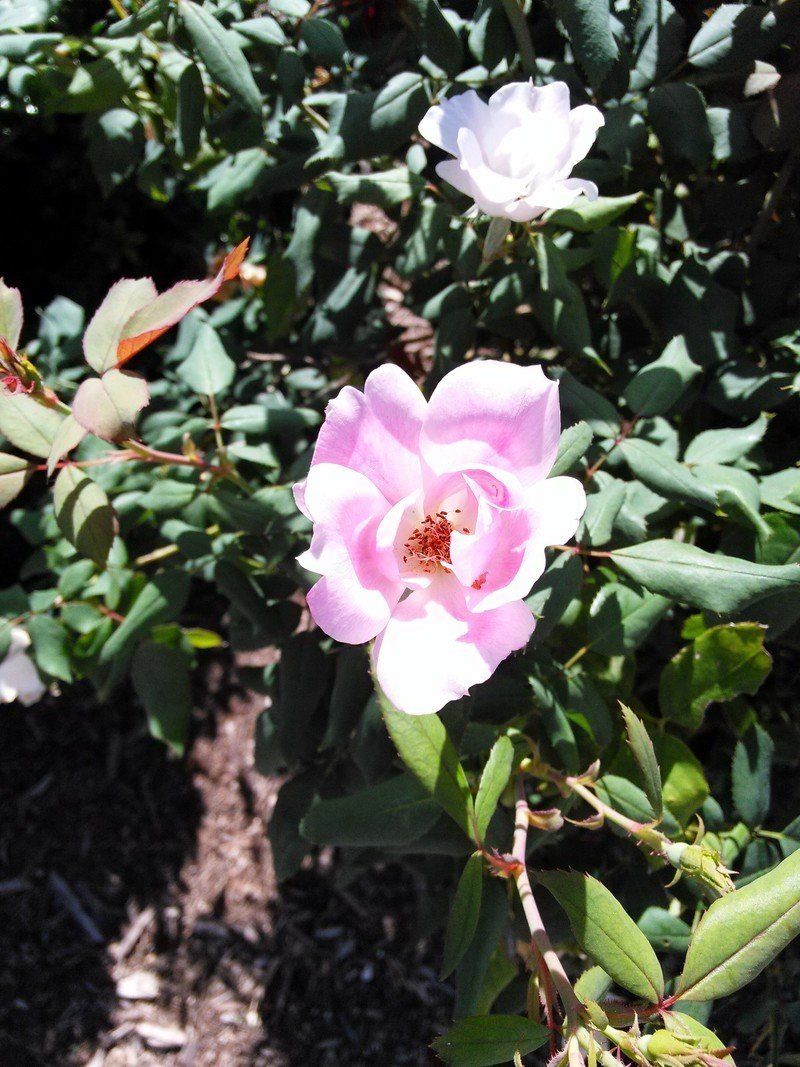 Sample shot, closeup, outside