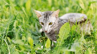 Oriental cat