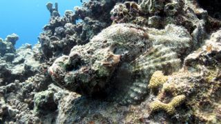 Devil scorpionfish (Scorpaenopsis diabolus) sitting on the reef.