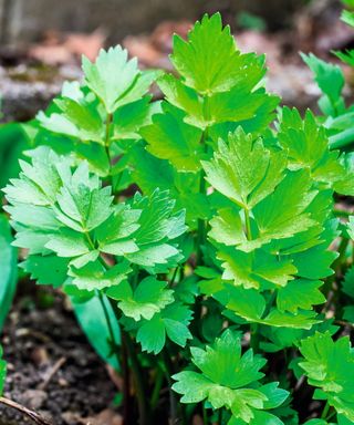 Lovage leaves and stems