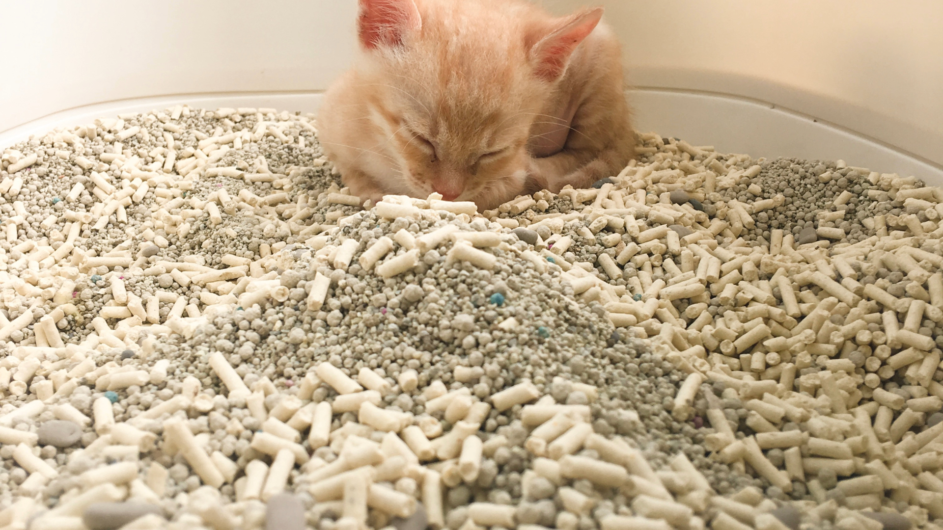 A kitten with their face in the litter tray
