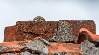 A little owl pops its head out of a red, crumbling chimney.