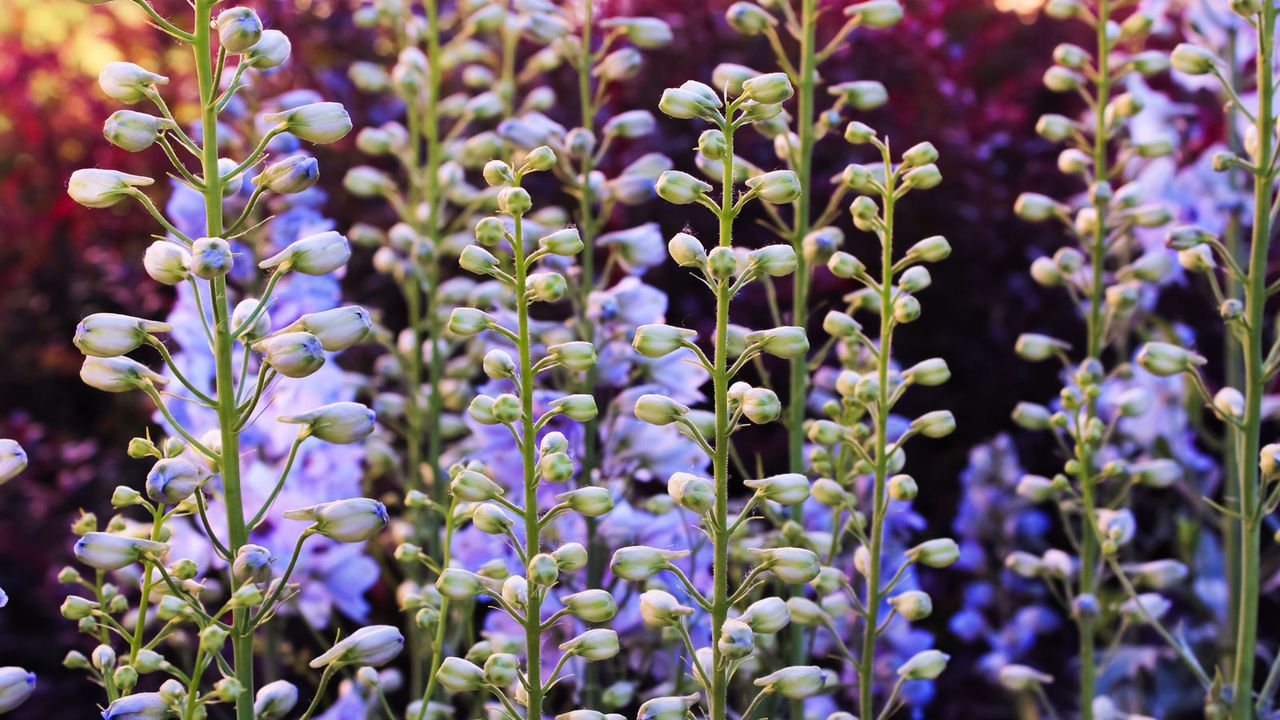 blue false indigo in full flower