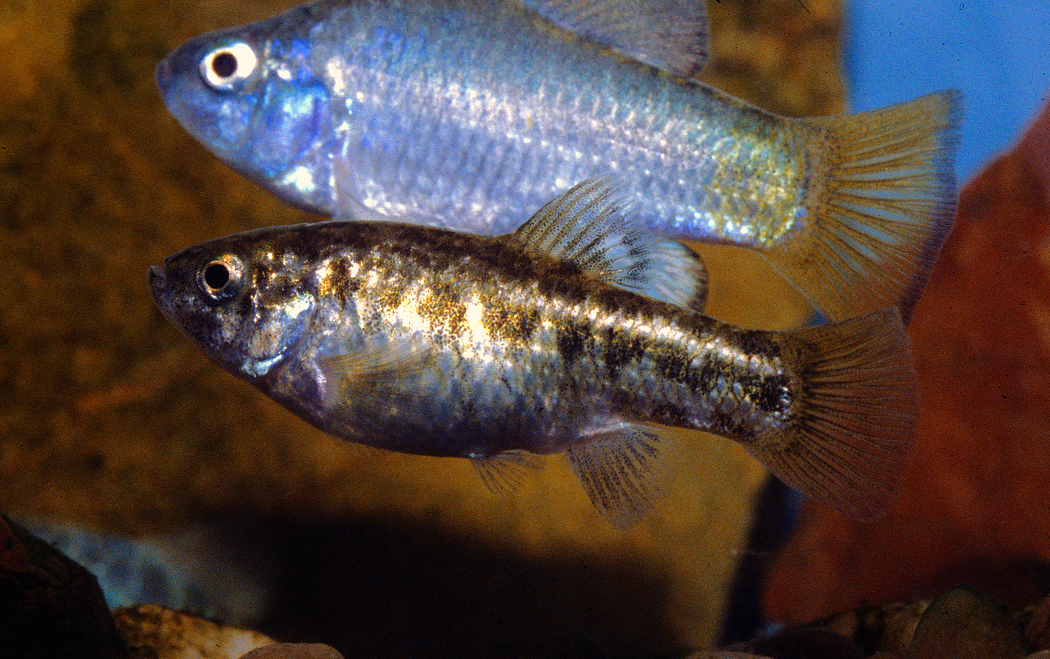 The desert pupfish (Cyprinodon macularius) can survive in harsh conditions.