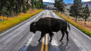 Bison crossing road at Yellowstone National Park