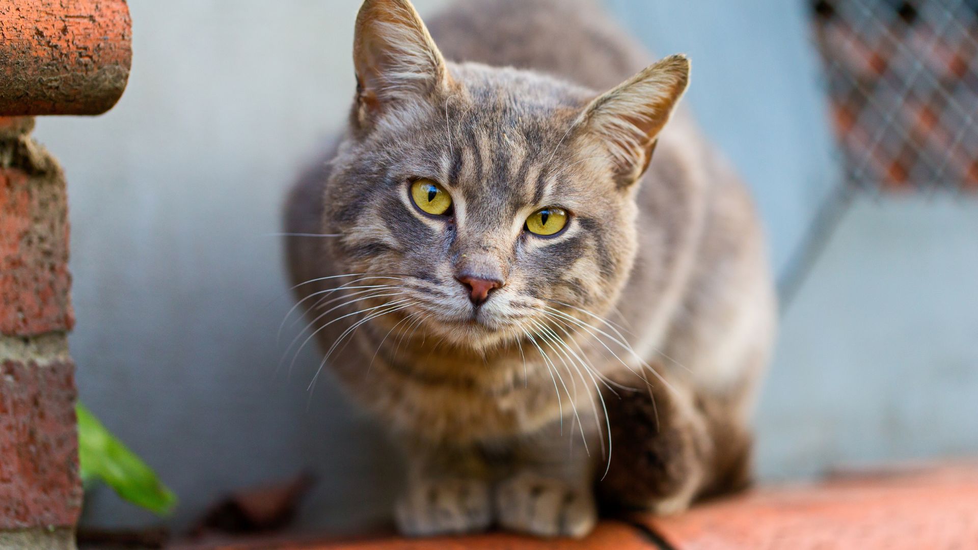 Brown Turkish Angora cat sitting on a wall