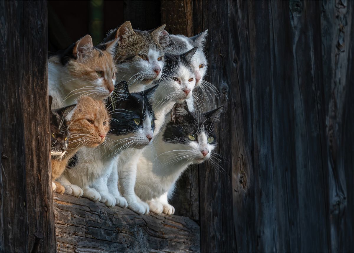 On The Lookout: A group of cats taken at a farm in Romania. I had a very short window to take this long distance, handheld, night shot when walking past a farm in the Carpathian Mountains, Romania.