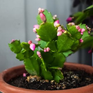 Small flower buds on a potted Christmas cactus (Schlumbergera)