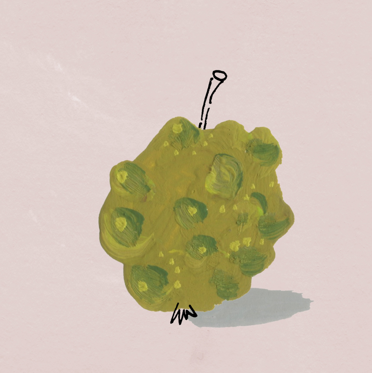 Colour illustration of a heritage apple