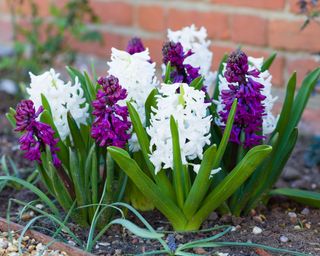 Purple and white hyacinth in a spring garden border