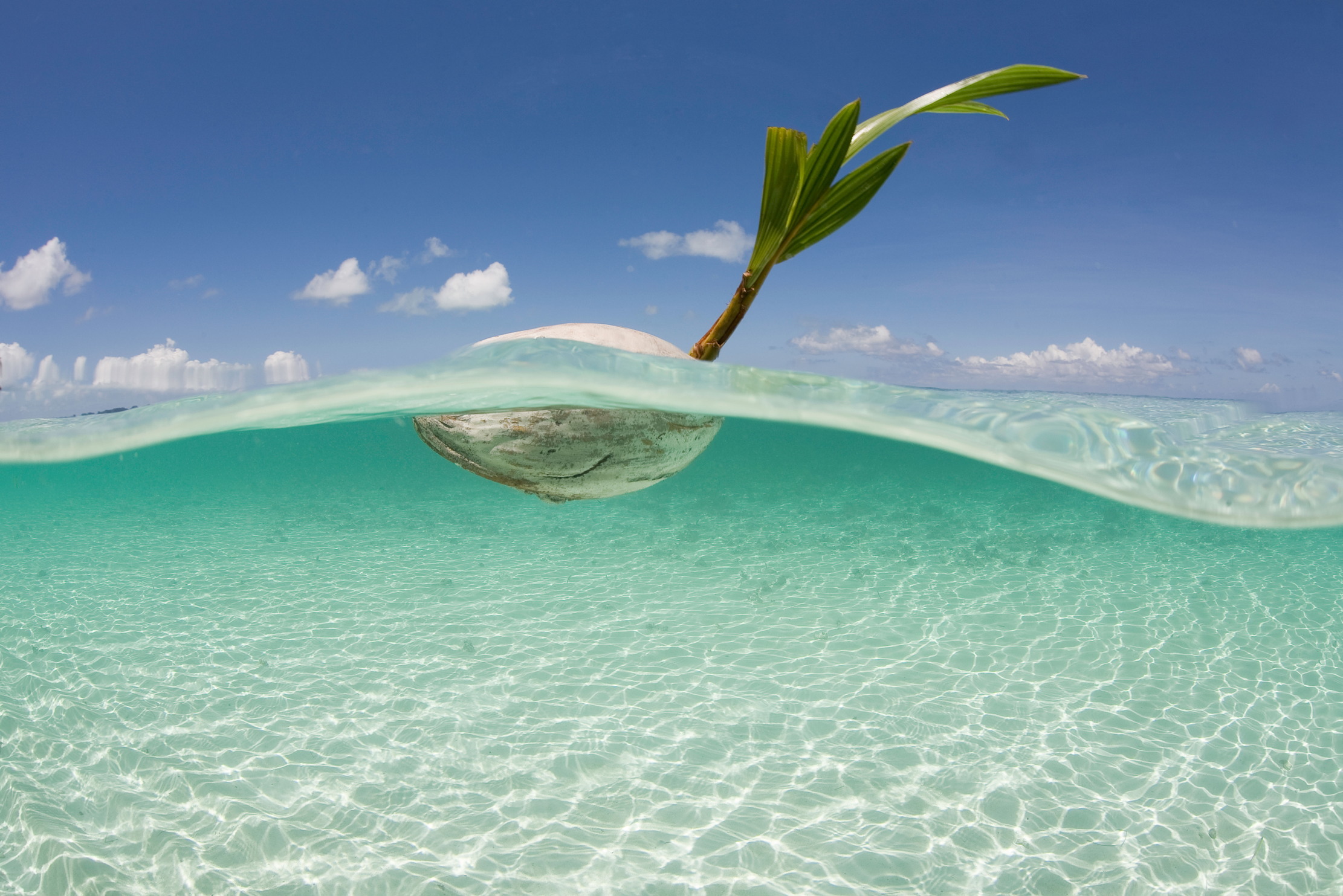 A coconut floats along the ocean