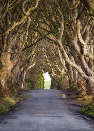 Dark Hedges, Ireland