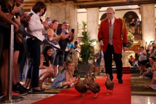 A man guides ducks down a red carpet in front of smiling guests at The Peabody Memphis