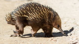 A short-beaked echidna in Australia. 