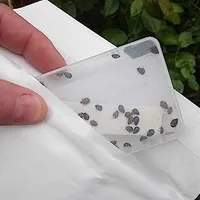 25 x Live Adult Ladybirds - Natural Pest Control|