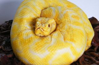 Snake cake