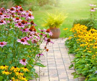 coneflowers and black-eyed Susans growing in backyard