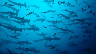 A school of scalloped hammerhead sharks (Sphyrna lewini) swims in the Galapagos.