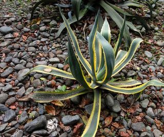 Agave americana var. Marginata growing in a rocky garden bed