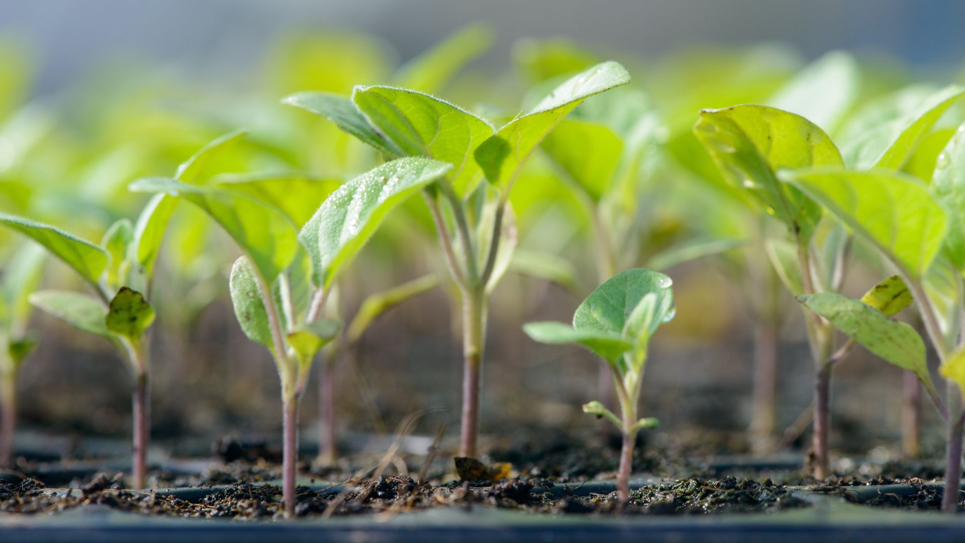 picture of green seedlings growing