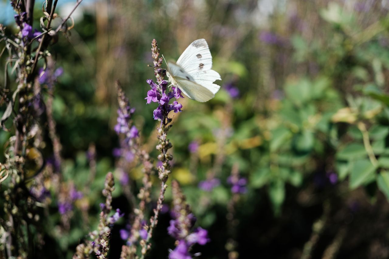 Fujifilm X-E5 sample photograph